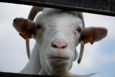 White male goat sticking head through wooden fence