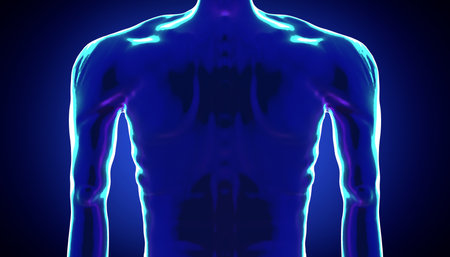 Male anatomy - close-up on back - 3d illustrationの写真素材