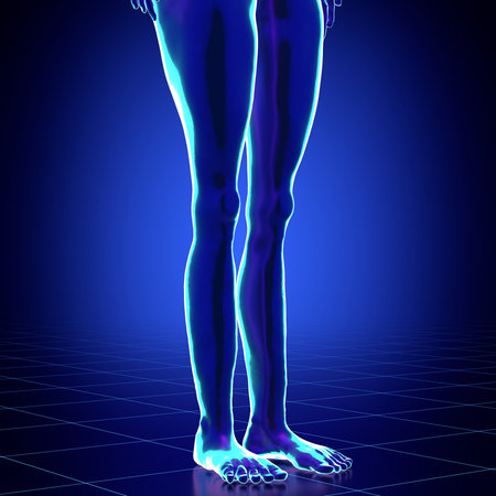 Female anatomy - close-up on legs - 3d illustrationの写真素材