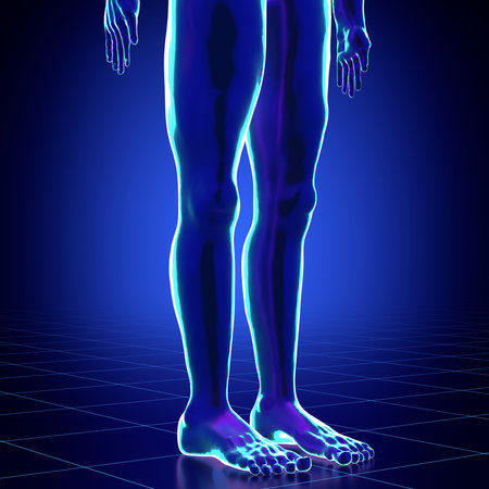 Male anatomy - close-up on legs - 3d illustrationの写真素材