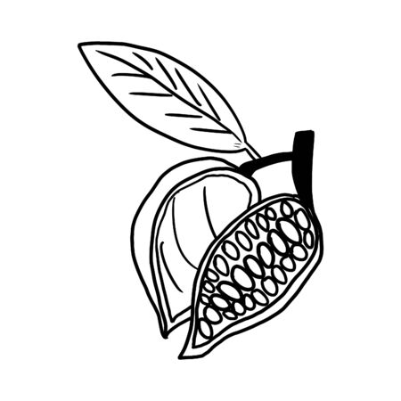 Cocoa beans outline, hand drawn illustration, coloring book.のイラスト素材