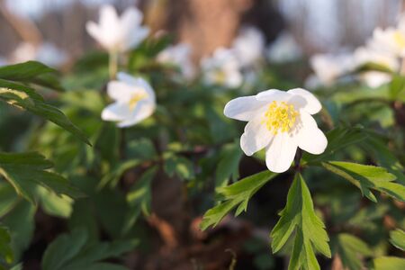 Closeup of anemone flower blossom in spring forest, evening light, blurred backgroundの写真素材