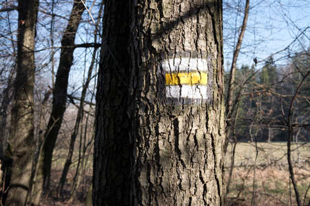 Tourist trail mark on a tree in a forest in Czech republic. Yellow and white color.