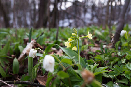 Beautiful spring yellow primrose (ox lip) flower and Anemone nemorosa. Low morning light. Closeup, macro photo in forest.の写真素材