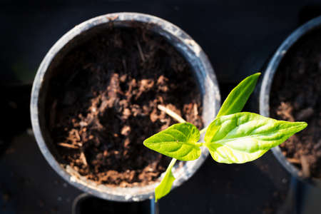 Small grown green pepper seedling in flowerpot. View from top. Closeup macro photography.の写真素材