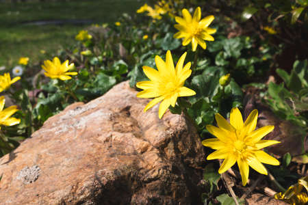 Small yellow flowers, sunny spring day, european garden. Closeup of beautiful flower petals.の写真素材