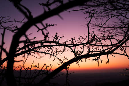 Silhouette of willow catkins in spring evening after sunset during golden hour. Catkins of Salix...