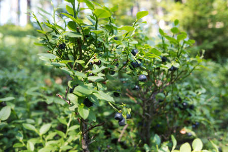Closeup of forest blueberries bush plant in summer.の写真素材