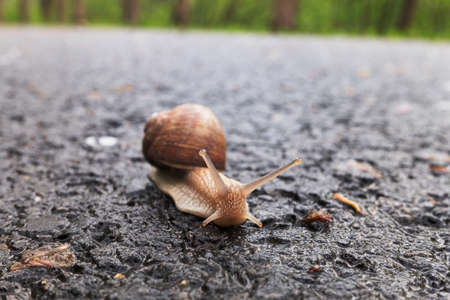 Closeup of a box snail slug with a booth crawling on a wet road.