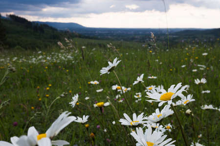 Field of marguerites, ox-eye daisies. Daisy is a small grassland plant that has flowers with a yellow disk and white rays.の写真素材