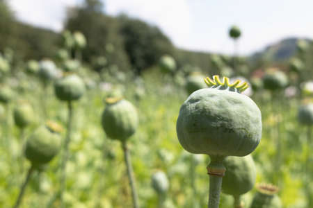 Poppies, green poppyheads in meadow during summer day. Closeup macro photo.の写真素材