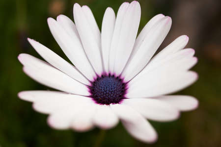 Aster flower detail. Close-up of beautiful white and purple blossom.の写真素材
