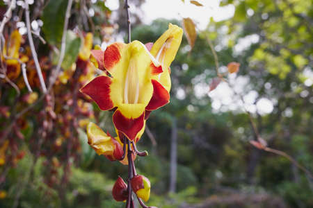 Thunbergia mysorensis, the Mysore trumpetvine or lady's slipper vine. Species of flowering plant in...