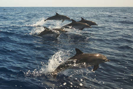 Beautiful jumping bottlenose dolphins in flock spotted in the sea near Madeira, Portugal. Atlantic ocean.の写真素材