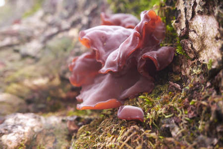 Red fungi mushroom grows on Laurissilva tree bark. Taken in Fanal forest, Madeira.の写真素材