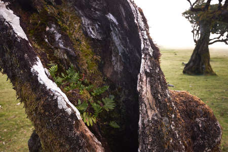Hole in laurel tree, detailed closeup. Laurisilva of Madeira in Fanal, foggy forest. Madeira island,...