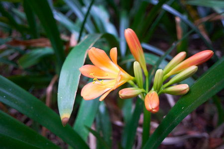 Clivia x cyrtanthiflora (Van Houtte) flower blossom. Madeira, Portugal. Clivia is a genus of monocot...