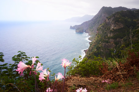 Beautiful landscape with sea and cliffs, pink lilly flowers and waterfall in Quinta do Furao, Santana, Madeira, Portugal.の写真素材
