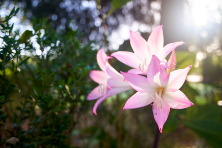 Beautiful pink lily flowers blossoming in Madeira, Portugal. Amaryllis belladonna.の写真素材