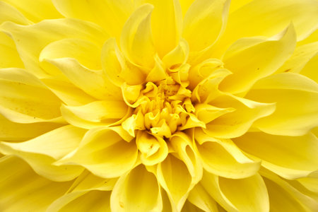 Macro closeup detail of yellow pink flower Dahlia pinnata, Asteraceae.の写真素材