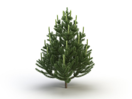 fir objectの写真素材