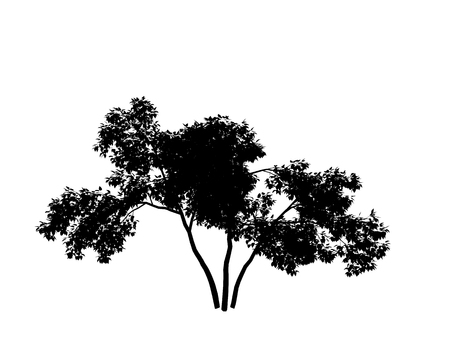 contour tree lilac on white backgroundの写真素材