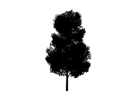 black contour tree common on white backgroundの写真素材