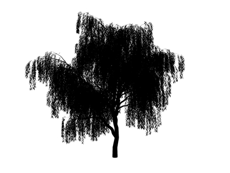 contour tree  willow on white backgroundの写真素材