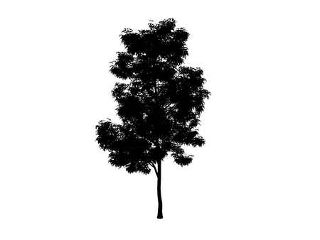 black contour tree maple on white backgroundの写真素材