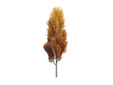 Nice tree poplar on white backgroundの写真素材