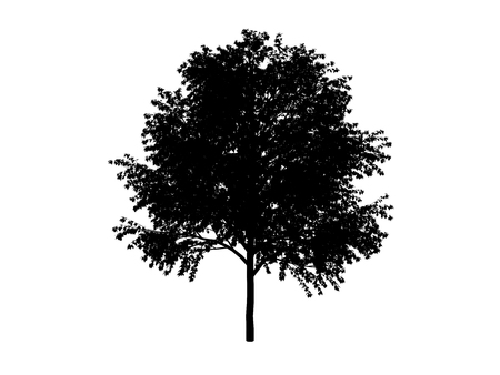 black contour tree common on white backgroundの写真素材