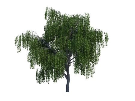  Nice tree willow  on white backgroundの写真素材