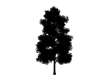 black contour tree maple on white backgroundの写真素材