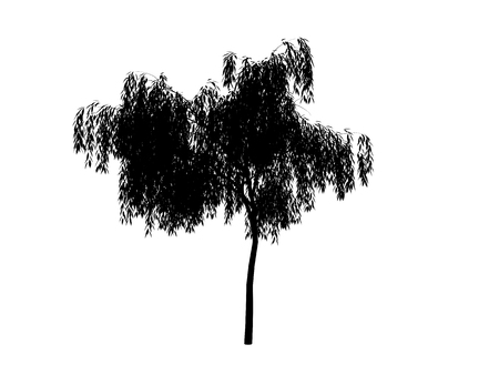 contour tree  willow on white backgroundの写真素材