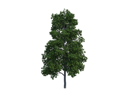 Nice tree common on white backgroundの写真素材