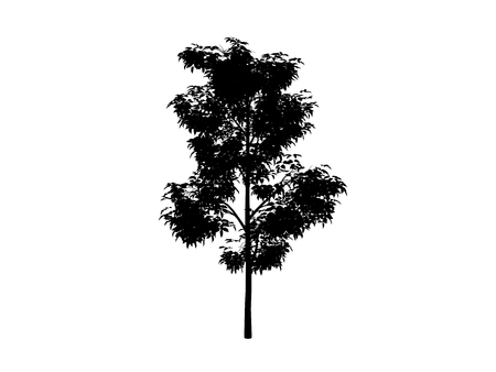 black contour tree maple on white backgroundの写真素材