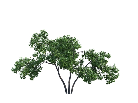 Nice tree lilac on white backgroundの写真素材