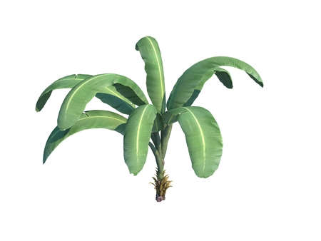 banana palm on white backgroundの写真素材
