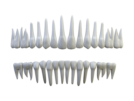 isolated teeth on the whiteの写真素材