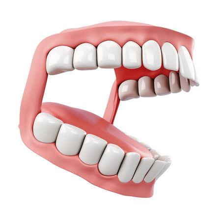 3d model of human jaw on a white background. Side view.