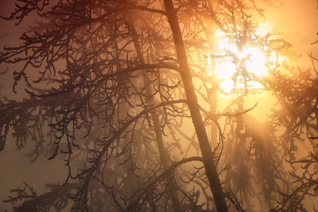 Beams of the sun in the winter woodの写真素材