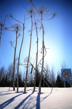 High stalks of a hogweed against the background of the low woodの写真素材