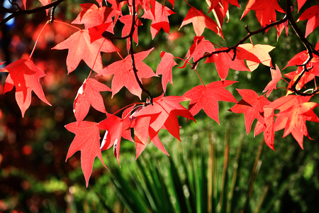 Red leaves of a maple in beams sunshine