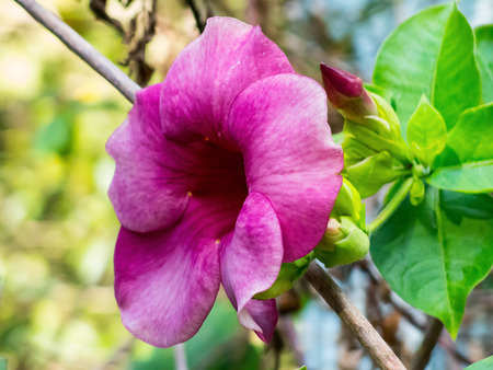 Closed up Hibiscus,  the shoeflower or china rose, genus Hibiscus.Shallow depth of field, focus on the flower.の写真素材