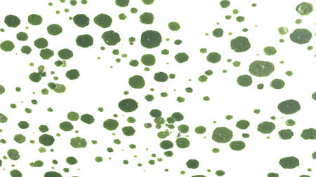 Dollarweed Leaves3d render Dollarweed Leaves on white background