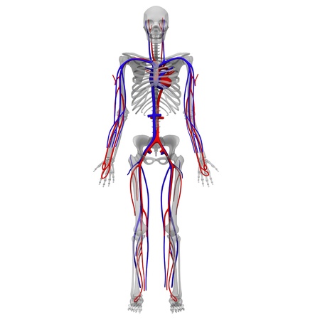3d render of circulatory systemの写真素材