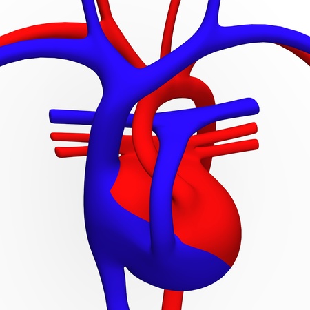 3d render of circulatory systemの写真素材