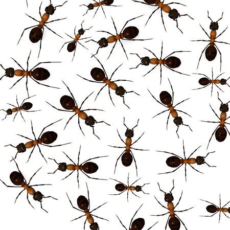 3d render of formica rufaの写真素材