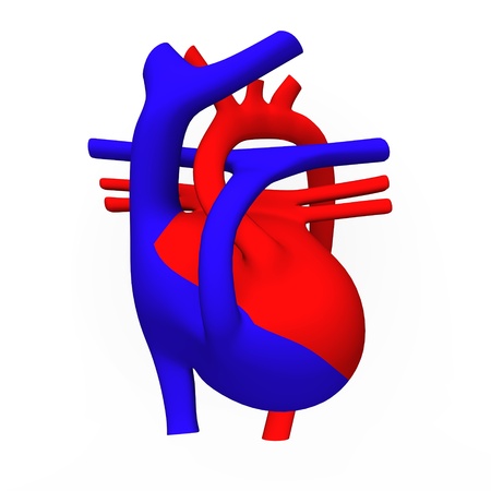 3d render of heart schemeの写真素材