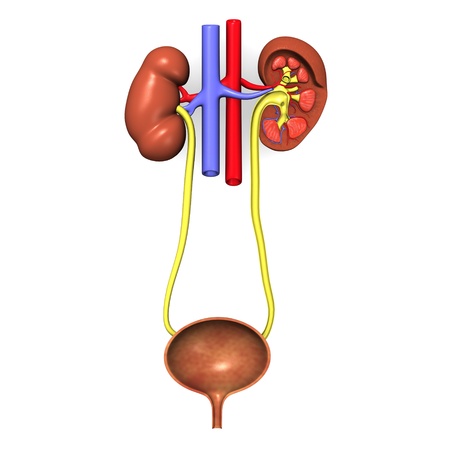 3d render of urinary systemの写真素材